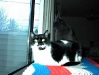 new-kitties-2003